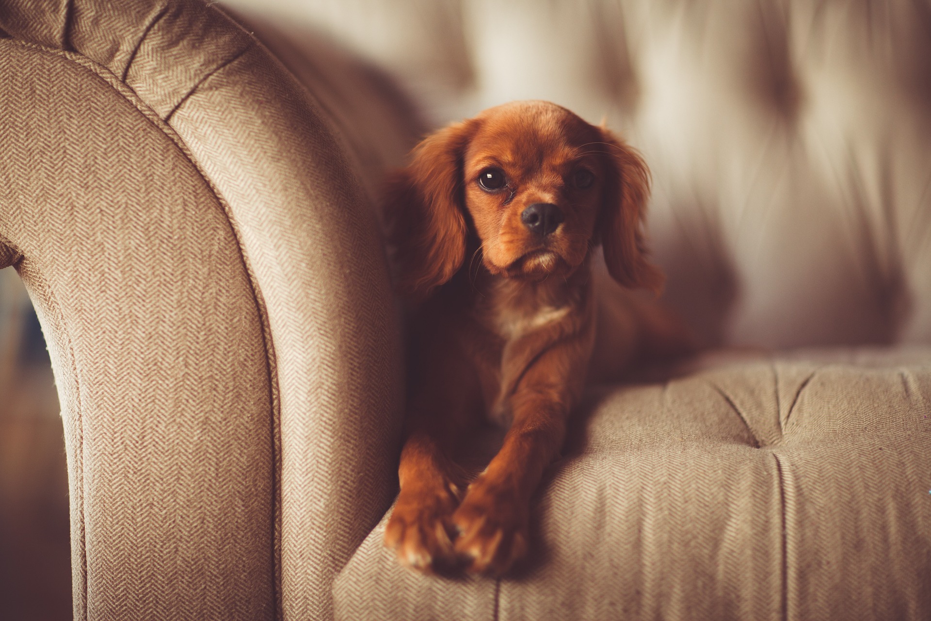 Puppy on a couch